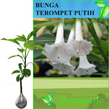 Beli bunga terompet online berkualitas dengan harga murah terbaru 2021 di tokopedia! Tanaman Bunga Terompet Putih Shopee Indonesia