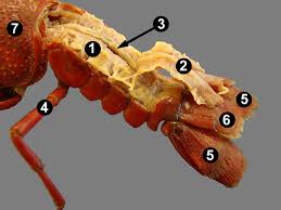 • name the organs that make up systems of the crayfish. Crayfish Dissection
