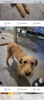 Lost dog found in Indianapolis area?