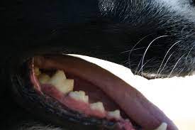 Why Do My Dog S Teeth Need To Be Extracted Dog Teeth Tooth Extraction Care Wisdom Teeth Swelling