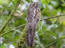 Image result for Poecilostachys oplismenoides