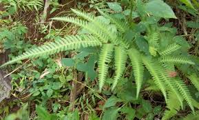 Image result for Pteris commutata