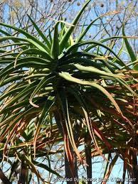 Image result for Aloidendron barberae