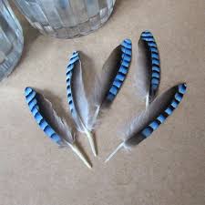 Black And White Striped Bird Feather Blue Jay Feathers Blue Jay Feather Feather Painting Blue Jay