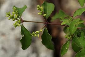 Image result for Psilotrichum