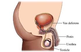 Vasectomia Western New York Urology Associates Llc