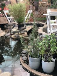 Țânțarii vor sta departe de casa dumneavoastră.rețetă naturistă. Plante Care Alunga Tantari Sfaturi De La Floraria Trias