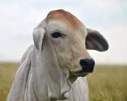 The larger associations offer breeding values to. Why Texas Loves Brahman Cattle Texas Landowners Association