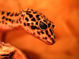 Find over 100+ of the best free leopard images. Leopard Gecko Wallpapers Wallpaper Cave