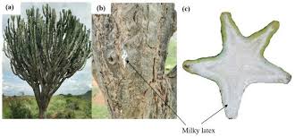 Image result for Euphorbia candelabrum