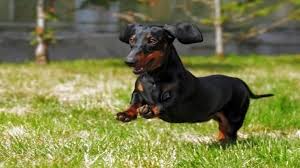 Dachshund Kopek Cinsi Ve Ozellikleri Ajanimo