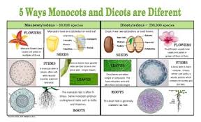 Monocot And Dicot Comparrison Chart Plants Unit Edible Garden Types Of Plants