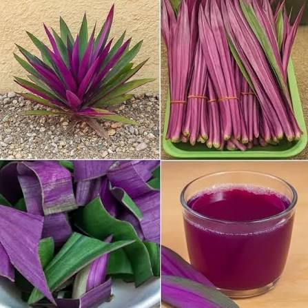 The Purple Maguey Plant — Benefits and Traditional Uses