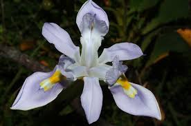 Image result for Moraea clavata