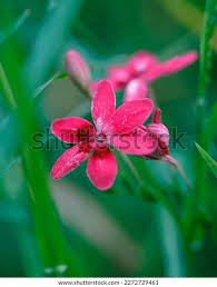 Image result for Freesia laxa