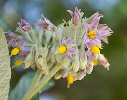 Image result for Solanum giganteum