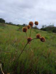 Image result for Rhynchospora eximia