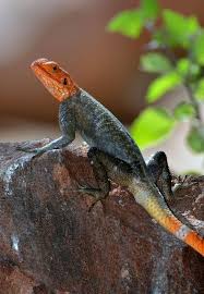 Red Headed Rock Agama Lizard Taken At Camp Kipwe Damaraland Lizard Redheads Rock