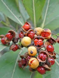 Image result for Pittosporum abyssinicum