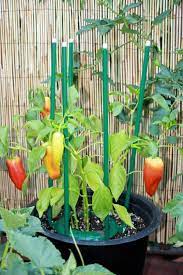 How To Grow Peppers Growing Peppers Growing Vegetables Organic Vegetable Garden