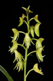 Image result for Polystachya ottoniana