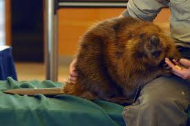 This Friendly Beaver Beaver Shot Beaver Animals