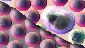 What S The Difference Between Hodgkin And Non Hodgkin Lymphoma Md Anderson Cancer Center