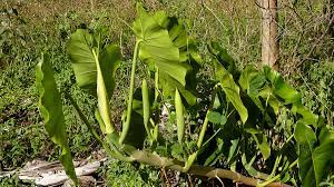 Pothos, below, is occasionally called devil's ivy and has larger, waxy leaves, often with gold, white, or yellow markings. Philodendron Wikipedia