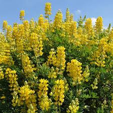 Tree with yellow flowers uk. Tree Lupin Lupinus Arboreus