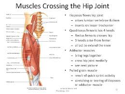 The movement at the joint depends on the anatomy of the joint and its axes of movement. Musculoskeletal Muscles Chapter 4 Sehs Muscle Tissue Lecture