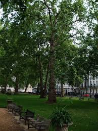London map old london london city mayfair london berkeley square london square georgian townhouse london townhouse english house. Plane Trees In Berkeley Square London Places In England Beautiful Places Places To Go