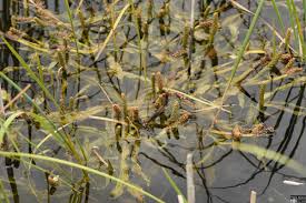 Image result for Potamogeton schweinfurthii