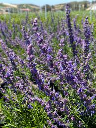 Image result for Allophylus lastoursvillensis