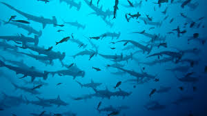 Diving In Costa Rica Padi