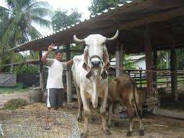 Image result for วัว