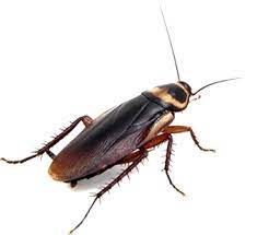 Take a look at how. Kitchen Pantry Bugs Meal Moth By Pests R Us Costa Blanca Spain