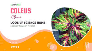 Image result for Coleus maculosus