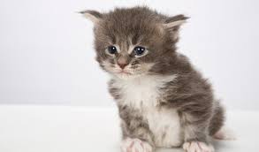 Royal canin maine coon kitten/роял канин для котят мейн куна. Maine Coon Cat Breed Information