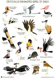 Green Humour Critically Endangered Birds Of India Bird Illustration Endangered Animals Pet Birds