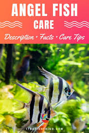 Angelfish Care Guide Diet Tank Setup Breeding Tank Mates In 2021 Angel Fish Angel Fish Tank Aquarium Fish Tank