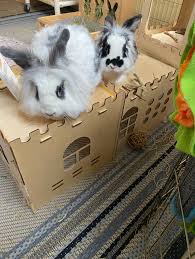 trigger warning… Our family's hearts are hurting after loosing one of our  two lion heads yesterday. Any helpful information about what I should do  with the bun wife.. her name is Dottie,