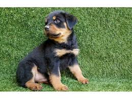 We are a code of ethics breeder and travel the usa showing our dogs. Pure Breed German Rottweiler Puppies For Sale Animals Colorado Springs Colorado Announcement 99452