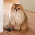 British Longhair - PetGuide