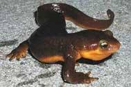 Image result for california newts