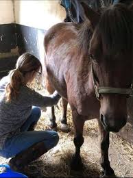 Kumpulan kuda kawin | horses mating #horsesmating #kudakawin # tuosafeto terimakasih sudah menonton. Bersihkan Kemaluan Kuda Perempuan Ini Raup Ratusan Juta Kumparan Com