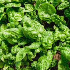 Image result for Spinacia oleracea
