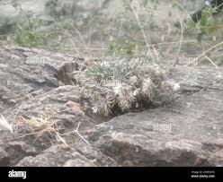Image result for Lepidagathis andersoniana