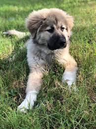 Current weight 110 lbs at 22 months old. Meet Dory Our Great Pyrenees Anatolian Shepherd Ball Of Fluff Greatpyrenees