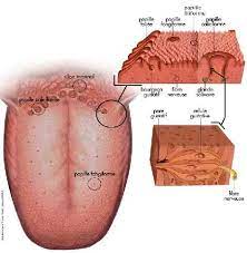 19 muscles du cou (suite) muscles du pharynx muscles du voile du palais muscles de la langue. Definition Langue Futura Sante