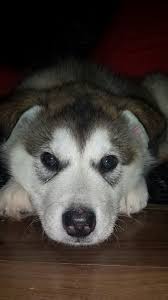 Essential alaskan malamute ownership tips on making your dog happy, healthy, and obedient. Giant Alaskan Malamute Puppies For Sale Colorado Peepsburgh